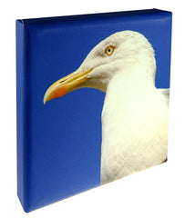 Seagull & Blue Sky